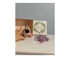 Pomeranian teacup tiny puppies