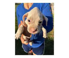3 purebred boxer puppies for sale
