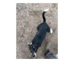 Rat Terrier Puppies – Ready for New Homes!