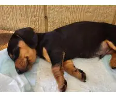 Dachshund (Weenie Dog) puppies for sale