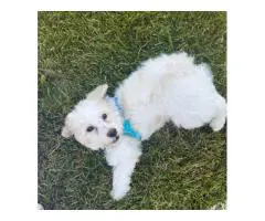 3 months old Bichon Poodle puppy