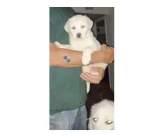 White Lab x Great Pyrenees puppies