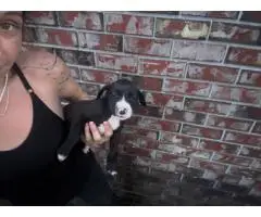 Boxer/American Staffordshire mix puppies