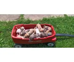Pitbull puppies