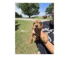 Pitweiler Puppies – Small Adoption Fee