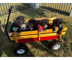 6 Labrador retriever x Pit puppies for sale