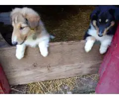 Full-blooded Rough Collie puppies