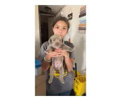 Labrador Retriever puppies ready July 15