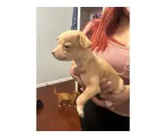 4 deer head Chihuahua puppies for sale
