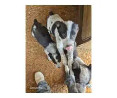 4 border heeler mix puppies for sale
