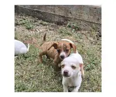2-month-old Chiweenie puppies available