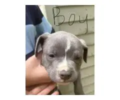 Blue nose Pit puppies