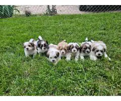 Teddy bear Shicon puppies for sale