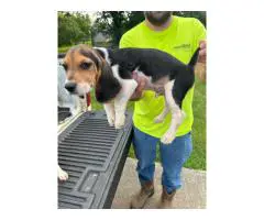 2 Beagle puppies for sale