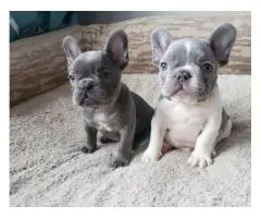 Male and Female Trained French Bulldog Puppies