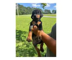 5 Dobbies for sale