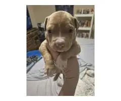 3 American Pitbull puppies