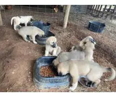 Full-blooded Anatolian Shepherd puppies
