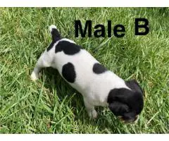 3 Jack Rat Terrier puppies need a home