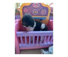 Cute F1B Aussiedoodle pups for sale