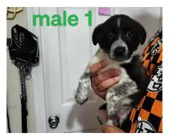 Border Collie Heeler puppies