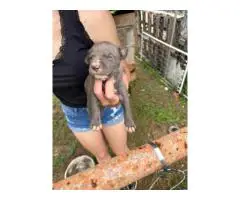 Pitbull puppies ready to go
