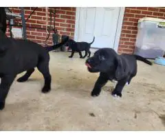 Farm-Raised Lab Mix Puppies – $20 Rehoming Fee