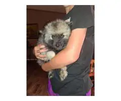 5 Keeshond puppies for sale