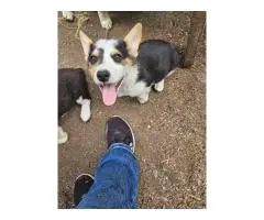 10 weeks old Borgi puppies