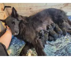Belgian Sheepdog puppies Rare Breed, Excellent Genetics