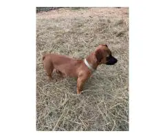 5 months old Chiweenie