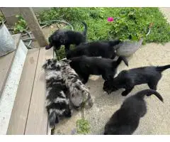 Merle and black Aussie puppies