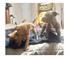 3 Sweet Pocket Bully Mix Puppies