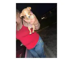 2 female Chihuahua / weenie dog puppies