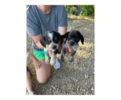 Small beagle mix puppies for sale