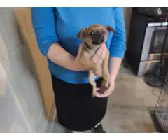 3 Chihuahua puppies $50 each