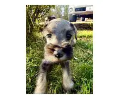 Beautiful Mini Schnauzer puppies