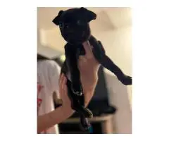Pug puppies 5 available