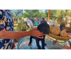 4 Golden Pointer Puppies Looking for Their Forever Families