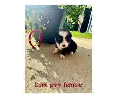 4 Border collie puppies still available