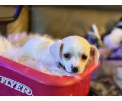 3 Chiweenie mix puppies looking for a good home