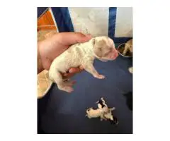 New Cockapoo puppies