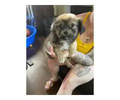5 Chi-Poo puppies for sale