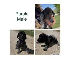 Purebred German Shorthaired pointer puppies