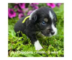 Purebred AKC registered Aussie puppies