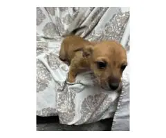 Chiweenie Puppies – Ready Now!