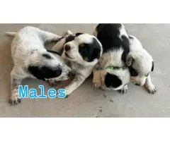 Blue Heeler puppies LGD