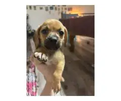 Mini Doxie Pug puppies