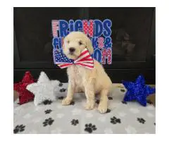 Goldendoodle puppies for sale