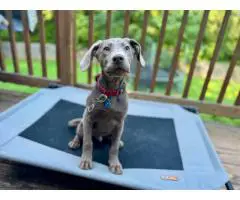 Full-blooded Silver Lab puppy